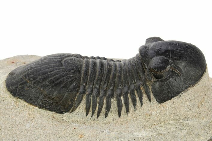 Paralejurus Trilobite Fossil - Atchana, Morocco #331919